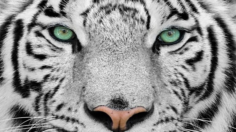 White Tiger