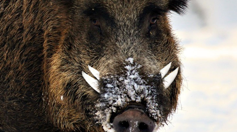 Wild Boar